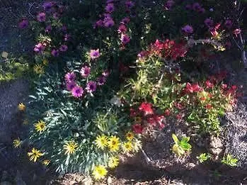 Jacaranda Country Motel Saint George Australia